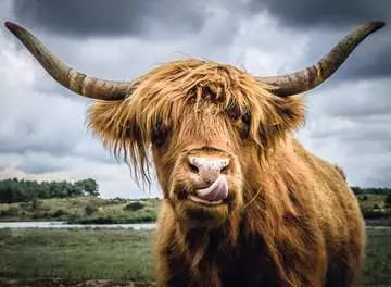 Puzzle Moment: Highland Cattle
