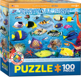 Tropical Fish - Sweet Escapes