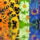 Floral Reflections