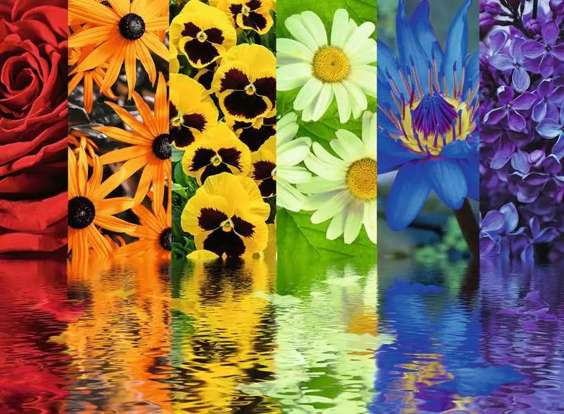Floral Reflections