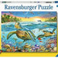 Swim with Sea Turtles