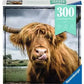 Puzzle Moment: Highland Cattle