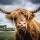 Puzzle Moment: Highland Cattle